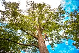 Best Commercial Tree Removal  in Rankin, TX