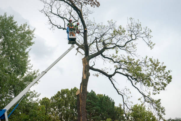 How Our Tree Care Process Works  in  Rankin, TX