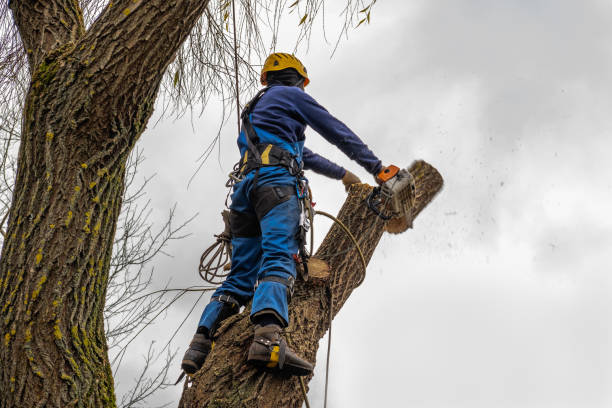 Best Tree Mulching Services  in Rankin, TX