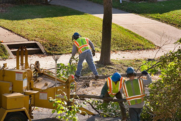 Best Tree Mulching Services  in Rankin, TX